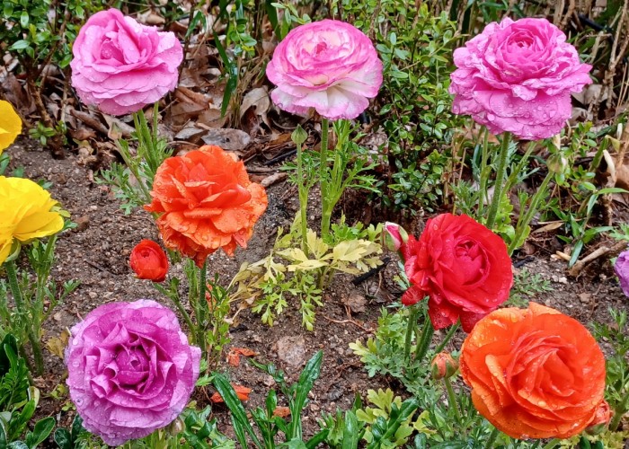 3 이소연-봄비맞은꽃