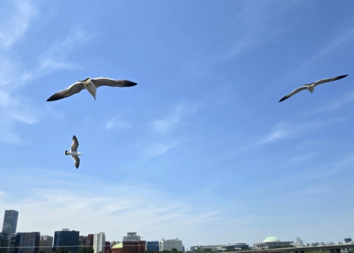 9 김기성-자유를 향한 비상