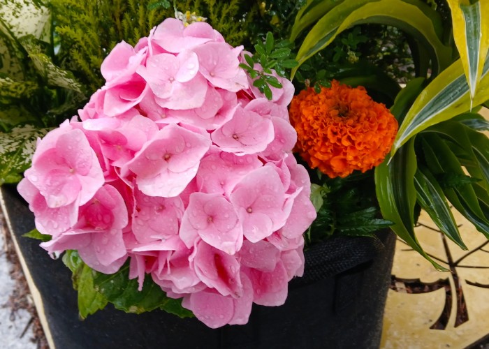 12 송미현-예쁜꽃