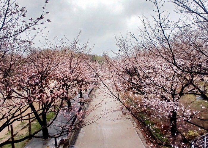 13 최다은-벗꽃이야기