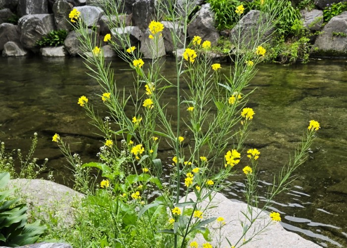 16 황영수-물가에 꽃핀 개나리